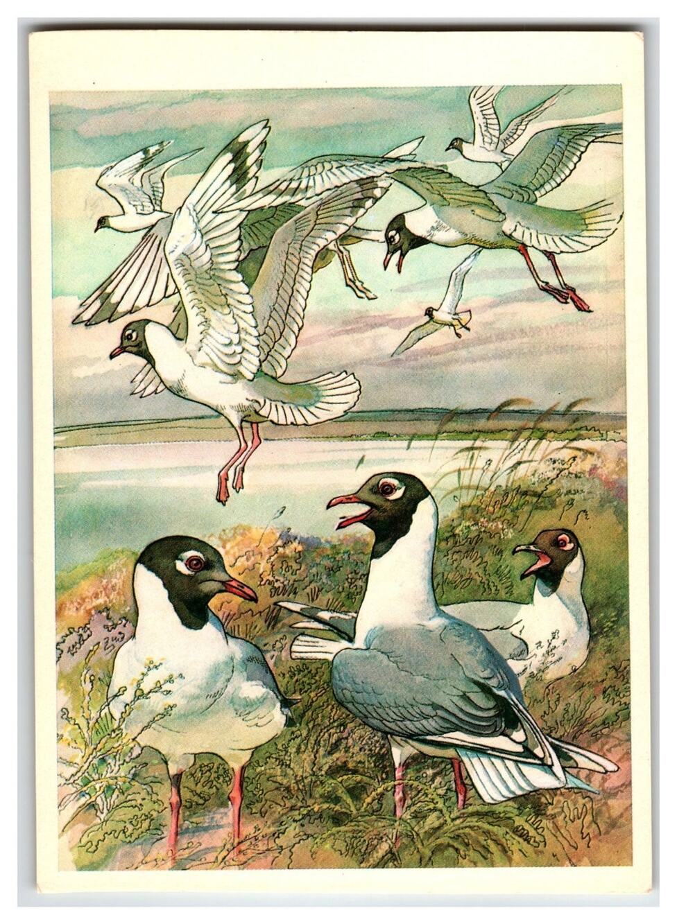 1979 Russian Relict Gulls Postcard Soviet Wildlife Art Birds Nature USSR